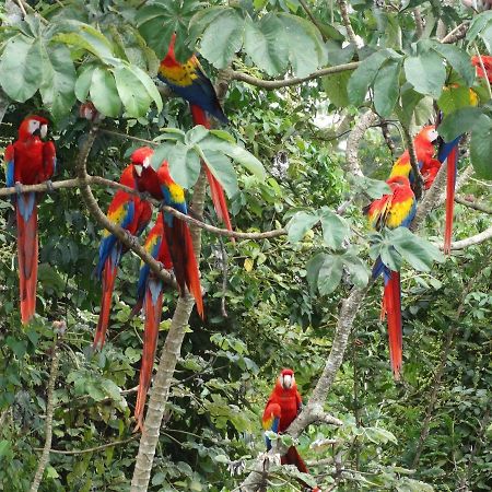 ホテルCasa Guacamaya パレンケ エクステリア 写真