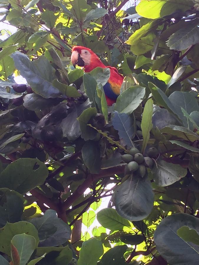 ホテルCasa Guacamaya パレンケ エクステリア 写真