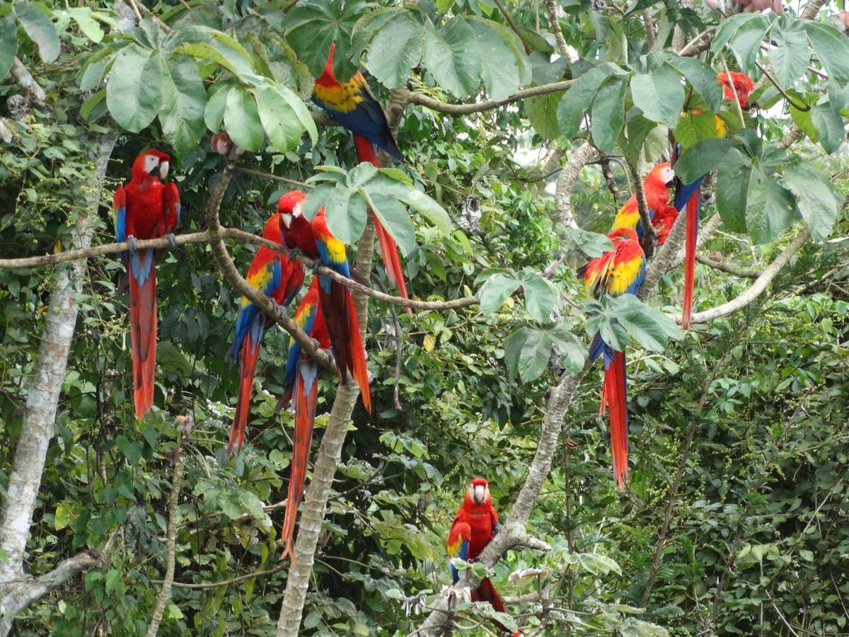 ホテルCasa Guacamaya パレンケ エクステリア 写真